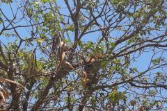 Tamanduá-mirim encontrado no perímetro urbano de Campo Mourão foi solto em um ponto de mata fechada nesta terça-feira (26).