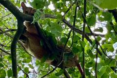 Onça-parda resgatada pelo IAT na região Noroeste do Paraná passará por tratamento veterinário antes de retornar à natureza.