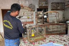Aves resgatadas foram encaminhadas para o viveiro florestal do IAT de Umuarama. 