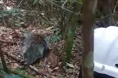 Porco-espinho resgatado.