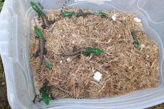 Filhotes de lagarto-teiú devolvidos à natureza nesta sexta-feira (31), no Litoral do Paraná, por técnicos do Instituto Água e Terra (IAT)