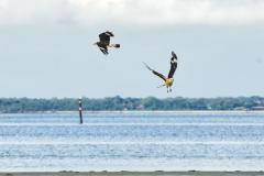 Grupo com dez pessoas participou da primeira edição do projeto Passarinhar Paraná, nesta sexta-feira (24), na Ilha do Mel
