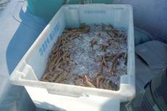 Pesca de camarões é liberada nas baías do Litoral; proibição em mar aberto continua
