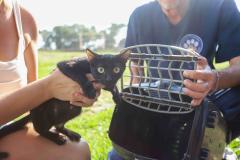 Programa CastraPet Paraná vai atender animais de 35 municípios do Estado em fevereiro