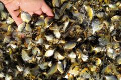 Programa Rio Vivo promove a soltura de peixes de nove espécies nativas nos rios do Paraná