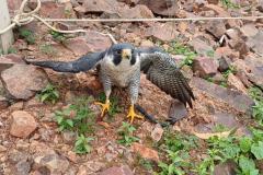 Falcão peregrino resgatado ferido pelo IAT em Nova Santa Rosa, no Oeste do Paraná, tinha anilha que mostra a origem do animal, a cidade de Ocean City, no estado de Maryland, nos EUA, a 7,3 mil quilômetros de distância