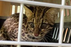 Gato-do-mato-pequeno (Leopardus guttulus) que sobreviveu a uma das fortes chuvas que causou enchentes no Litoral retornou à natureza nesta quarta-feira (02)