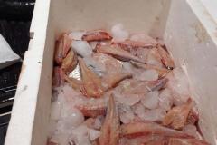  IAT interrompe pesca predatória em Engenheiro Beltrão