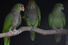 O amor está no ar: conheça os animais silvestre do Paraná que passam a vida toda juntos
