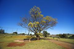 I Encontro Estadual de Arborização Urbana busca ampliar o plantio planejados de árvores nas cidades do Paraná