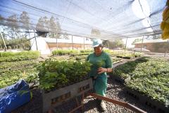 IAT anuncia plano de modernização sustentável de viveiros e laboratórios de mudas
