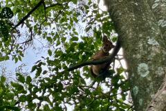 O que fazer se encontrar uma onça ou outro felino silvestre? IAT divulga orientações