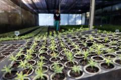 Estado vai distribuir 21,1 mil mudas nativas em ações para celebrar o Dia da Árvore