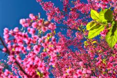 primavera