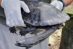 Cágado-pescoço-de-cobra foi devolvido ao seu habitat natural nesta terça-feira (23) por técnicos do Instituto Água e Terra (IAT).