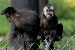 Macacos-prego que estavam vivendo em cativeiros irregulares encontraram no Zoológico de Curitiba um novo lar