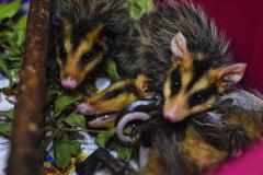 IAT reforço o pedido para convivência pacífica com animais como o urubu-preto, carcará e o gambá, que ficam naturalmente mais vulneráveis nesta época do ano por se proliferarem rapidamente