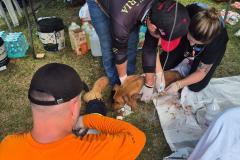 Rede de manejo que atua em desastres amparou 2,3 mil animais em Rio Bonito do Iguaçu