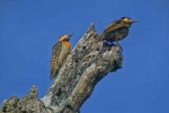 IAT divulga selecionados para novo ciclo do Programa de Conversão de Multas