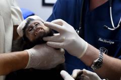 IAT assina convênio com a Prefeitura de Curitiba e amplia atendimento à fauna silvestre