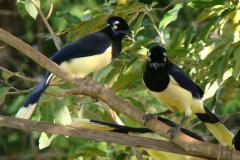 Parque Estadual de Vila Velha vai receber, pela primeira vez em sua história, uma atividade dedicada exclusivamente à observação de pássaros.
