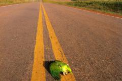 cuidados com animais silvestres nas estradas