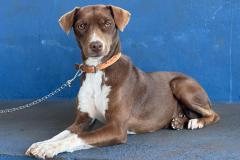 Caravana do CastraPet Paraná vai passar por 42 municípios do Paraná em janeiro