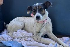 Estado retoma CastraPet em 42 municípios em janeiro