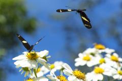 Paraná conta com 78 mil “Maracanãs” de área protegida por Reservas Particulares do Patrimônio Natural 