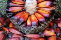 IAT adia temporada de pinhão no Paraná para garantir extração sustentável