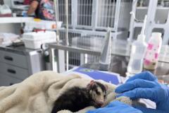 Governo do Estado registrou 6.025 atendimentos à fauna silvestre em 2025, um aumento de 61% em relação ao ano anterior. 