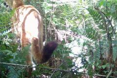 IAT registra pela primeira vez uma onça-parda em mata do Parque Estadual Rio Guarani