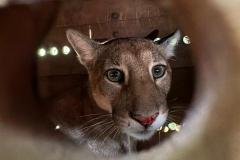 Dois dias depois do resgate, onça-parda retorna à natureza na região de Maringá