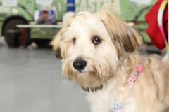 Programa CastraPet Paraná vai beneficiar mais de 8 mil cães e gatos em abril