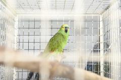 IAT reforça parceria com a Unicentro para atendimento à fauna silvestre 