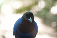 Gralha-azul resgatada pelo IAT vai integrar programa de reprodução do Zoo de Curitiba