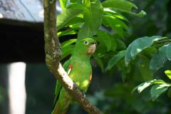 IAT reforça cuidados para a criação de animais silvestres de forma legal