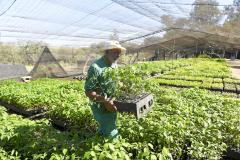 Estado vai ampliar em 20% as espécies de mudas ofertadas à população até 2027