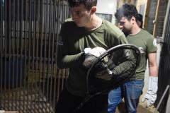 IAT resgata 29 cutias e 9 pacas de criadouro irregular em Cantagalo, no Centro-Sul