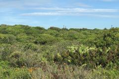 Fazer jardins em área de restinga é crime ambiental
