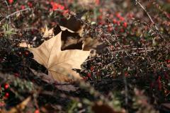Outono será chuvoso e com temperaturas pouco acima da média