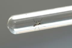 Forrest Brasil recebe licença do IAP para combater mosquito da dengue no Paraná 