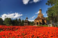 Campos de flores no Paraná encantam turistas