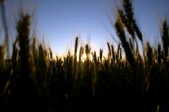 Secretaria do Meio Ambiente ressalta parceria agricultura e meio ambiente 