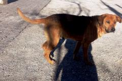 Pela primeira vez controle de cães e gatos terá política estadual