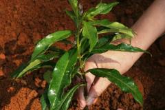 Semana da Agenda 21 reforça ações de sustentabilidade no Paraná