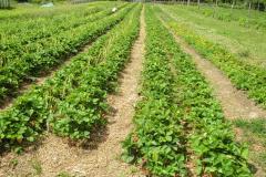No Dia Mundial da Alimentação, Secretaria do Meio Ambiente ressalta os benefícios da agricultura orgânica