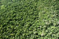 Paraná termina primeira fase do inventário florestal
