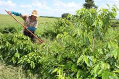 Trabalhador rural na plantação de café