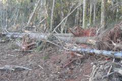 Fiscais do Instituto Ambiental do Paraná (IAP) fizeram uma força-tarefa para verificar o desmatamento ilegal na regiões Central e Sul do Estado, entre 8 e 26 de agosto. A operação resultou em 20 autos de infração lavrados, que somam R$ 293 mil em multas. Também foram embargados 59,89 hectares de área desmatada sem as devidas autorizações legais.Foto: Divulgação IAP